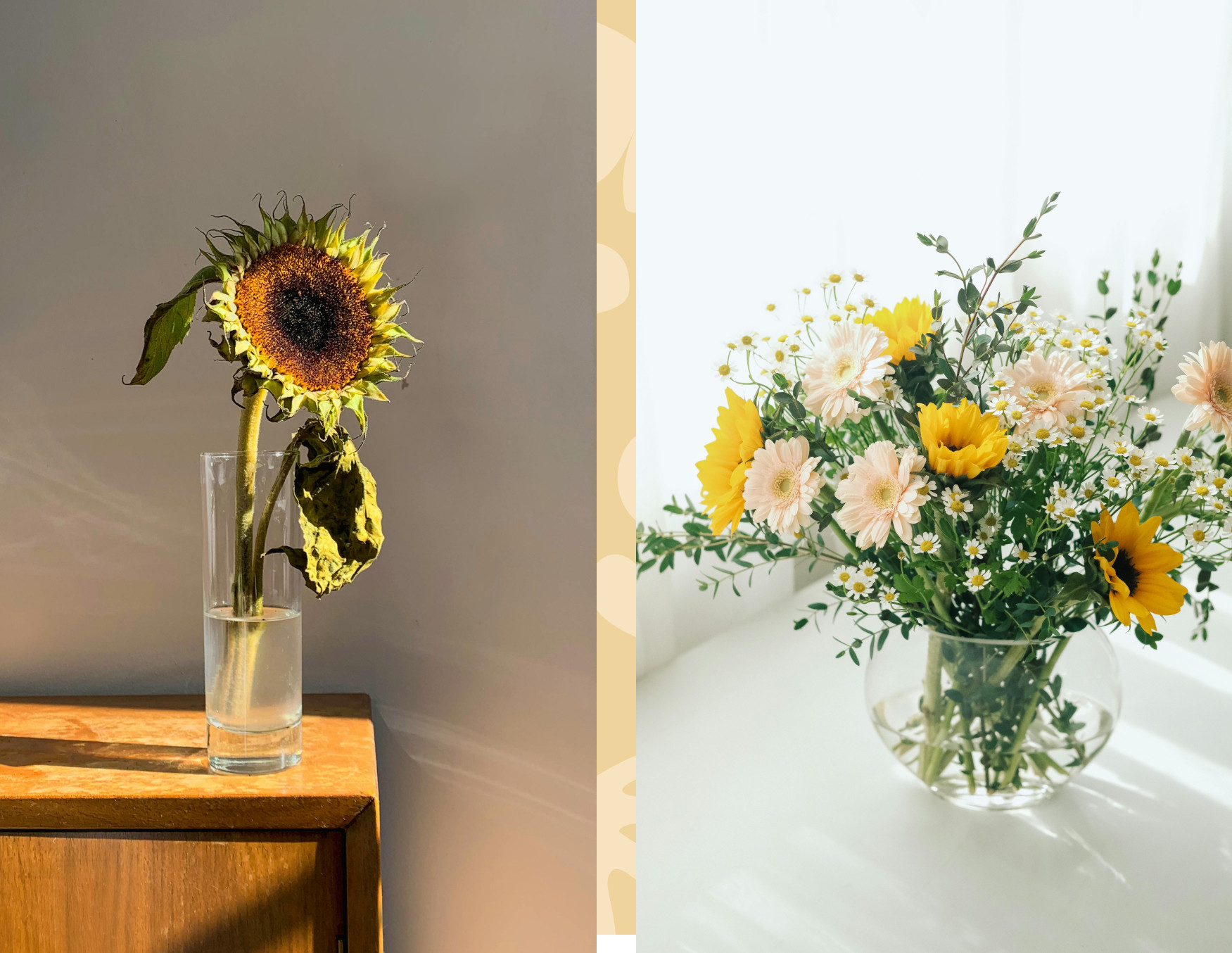 Imagen con dos fotos comparadas, en el lado izquierdo hay un florero de vidrio con un girasol marchito. Al lado derecho, un florero de vidrio con flores frescas en tonos amarillos y crema.
