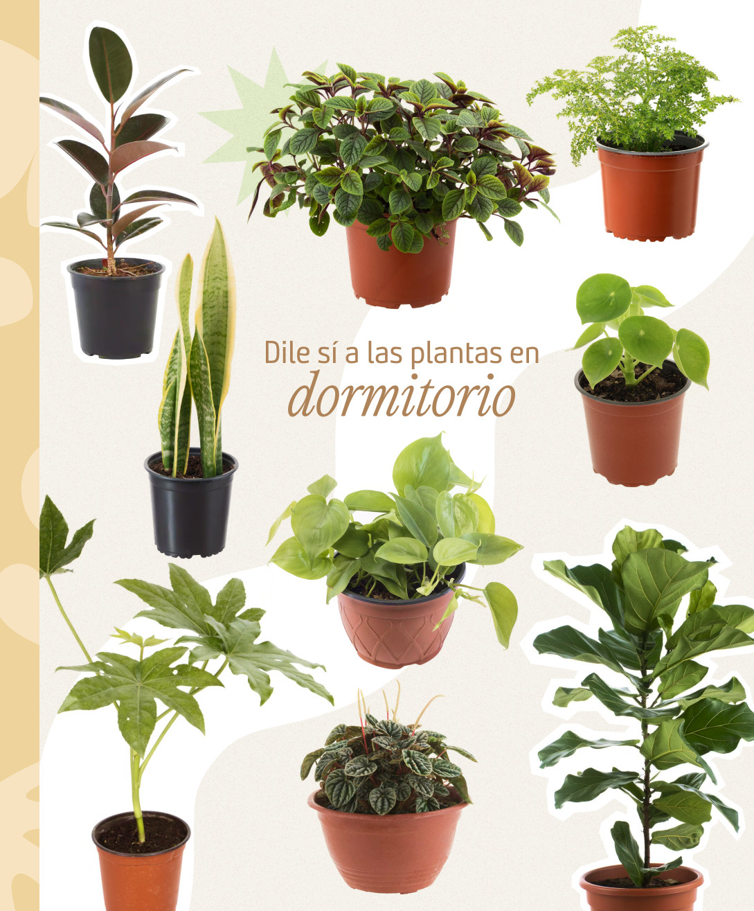 Moodboard Sodimac con diferentes tipos de plantas